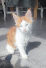 Portée Majeste x Z'sophia Maine Coon