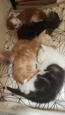 Maine Coon - Port�e Majeste x Z'sophia - Des Tr�sors Du Pic