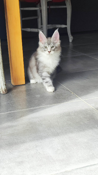 CHATON