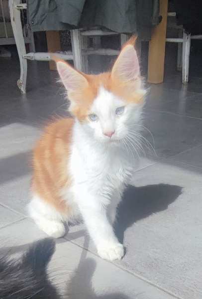 CHATON