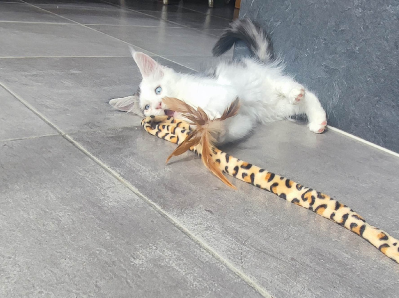 CHATON - 