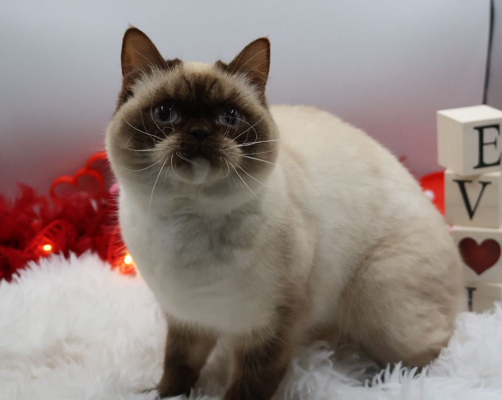Des Highlands Du Sud - 2 chats adultes, non stérilisés, sont en vente suite réduction cheptel