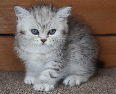 Des Highlands Du Sud - Chaton disponible  - Céleste Shorthair et Longhair