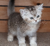 Céleste Shorthair et Longhair