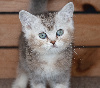 Céleste Shorthair et Longhair