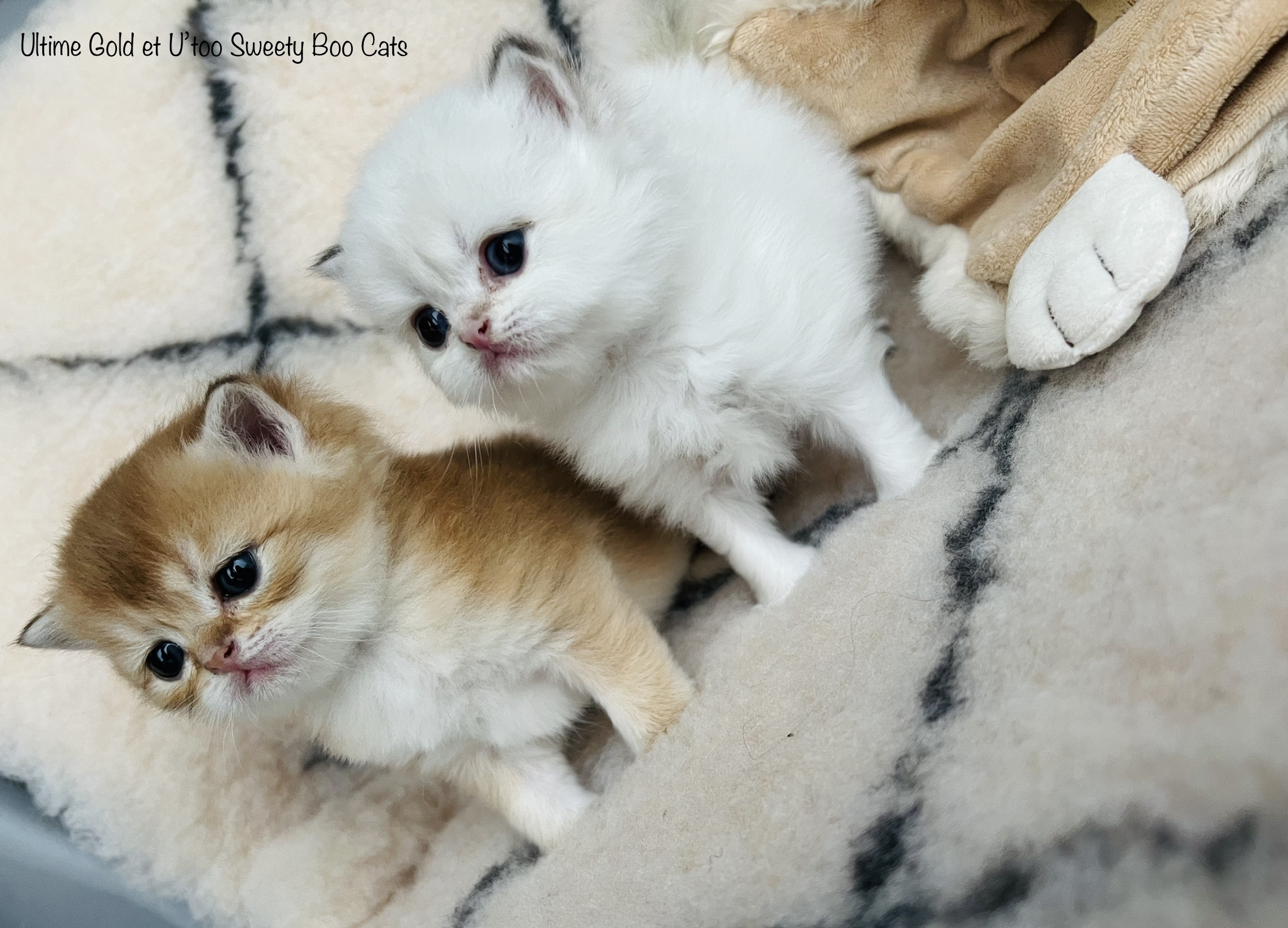chaton British Shorthair et Longhair Sweety Boo Cats