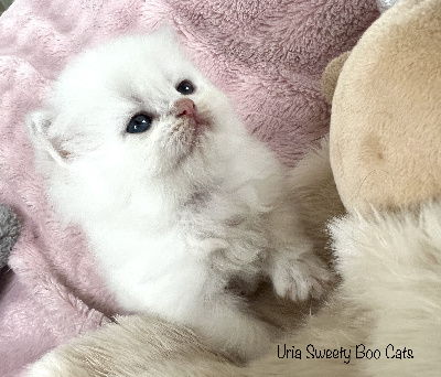 Sweety Boo Cats - Chaton disponible  - British Shorthair et Longhair
