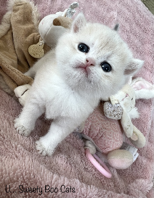 Sweety Boo Cats - British Shorthair et Longhair - Portée née le 22/03/2023