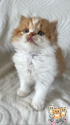 Sweety Boo Cats - Chaton disponible  - British Shorthair et Longhair