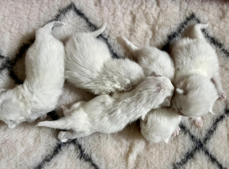 Sweety Boo Cats - British Shorthair et Longhair - Portée née le 19/03/2023