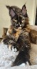 Mon Doux Cooncoon - Notre belle Brooky attend toujours sa famille