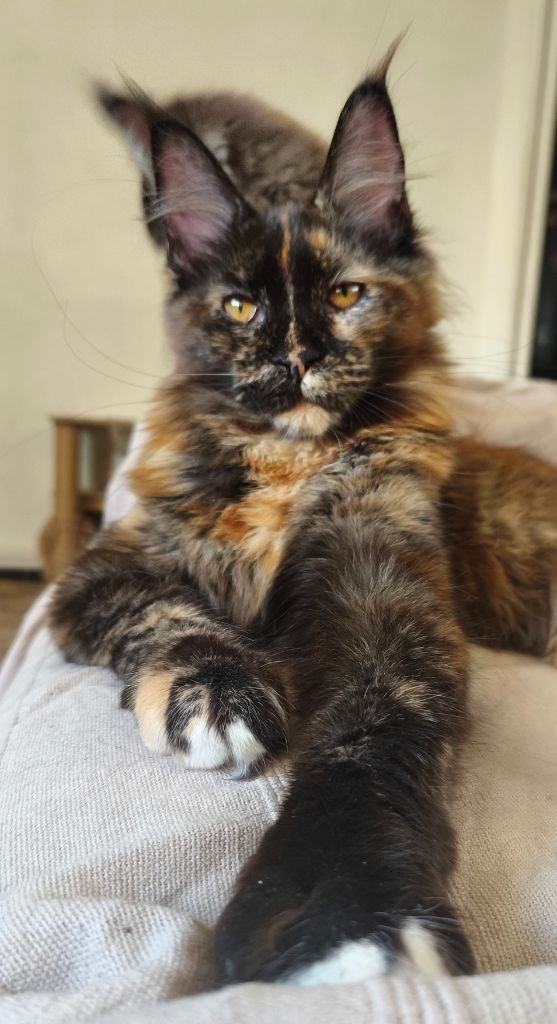 Mon Doux Cooncoon - Notre belle Brooky attend toujours sa famille