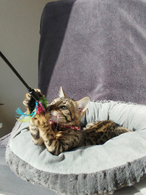 Collier Rouge - Bengal