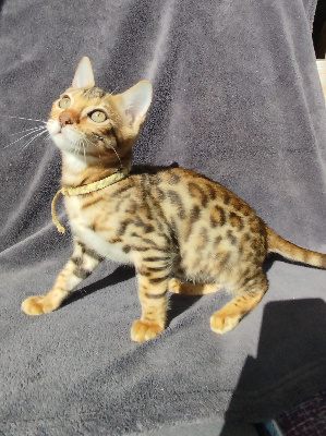 Collier Jaune - Bengal
