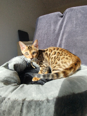 Collier Jaune - Bengal