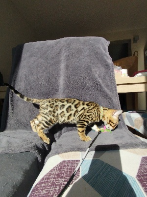 Collier Gris - Bengal