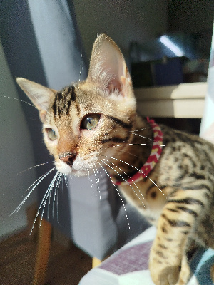 Collier Rouge - Bengal