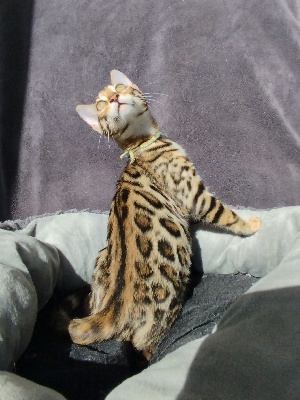 Collier Gris - Bengal