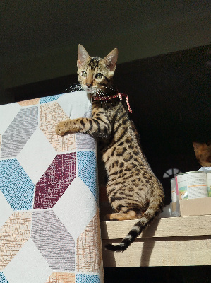 Collier Rouge - Bengal