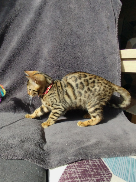 Collier Rouge