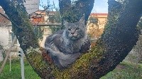 Pantin Musketiere-Cat