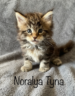 Noralya - Chaton disponible  - Maine Coon