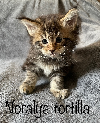 Noralya - Chaton disponible  - Maine Coon
