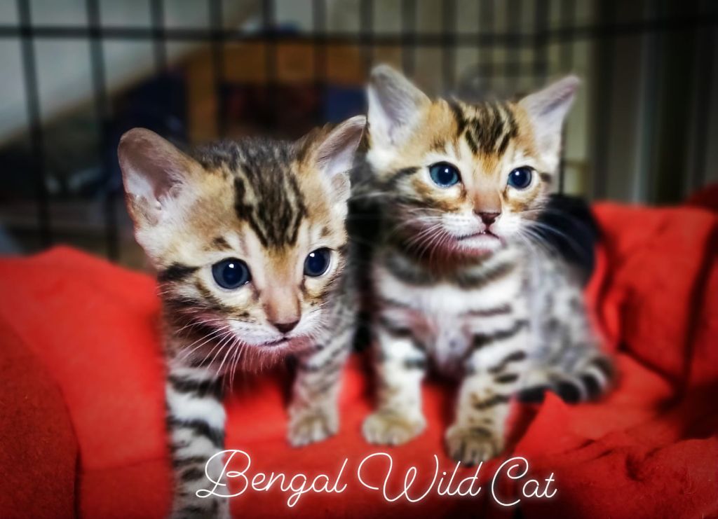 De Bengal Wild Cat - Réservation et visite possible à la maison