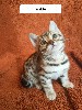 De Bengal Wild Cat - INFO IMPORTANTE