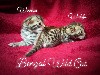 De Bengal Wild Cat - 