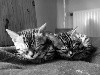 De Bengal Wild Cat - Chatons Disponibles