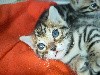 De Bengal Wild Cat - Wakfu vous attend