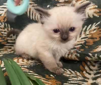 CHATON Ragdoll Seal Colorpoint - Susie