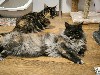 Liebe Katzen - Des femelles mises en saillie....