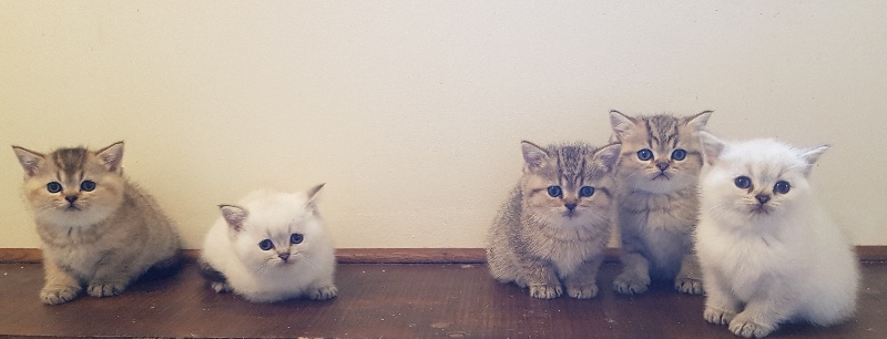 chaton British Shorthair et Longhair Of Marvellous Cat