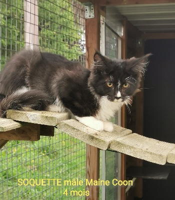 Soquette - Maine Coon