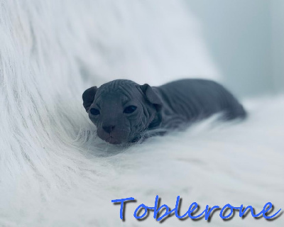 Toblerone - Sphynx