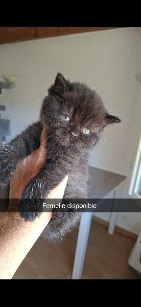 CHATON - 