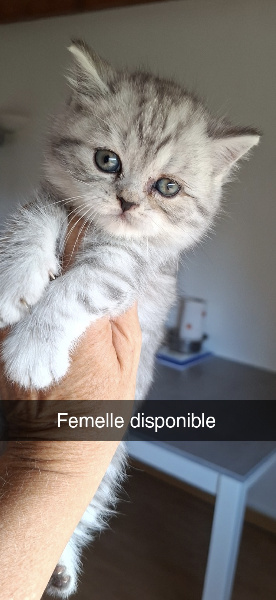 CHATON