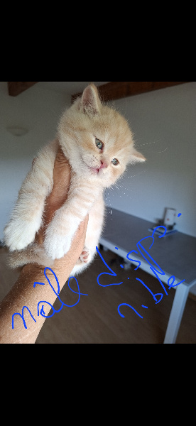 CHATON - 