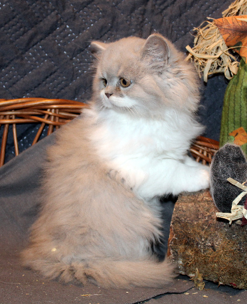 Cait Cuddly - British Shorthair et Longhair - Portée née le 16/08/2022