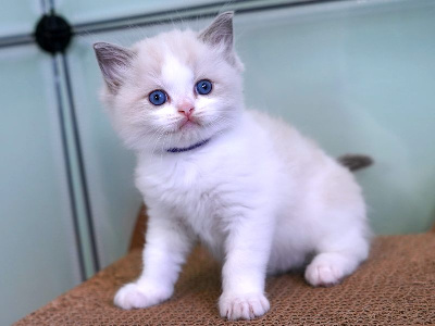 BLUE ROMEO - Ragdoll