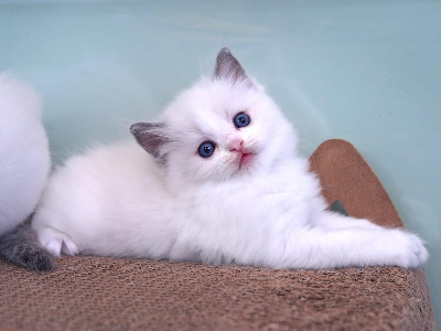 BLUE CESAR - Ragdoll