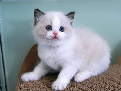 BOBBY - Ragdoll