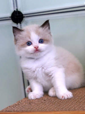 BILLY - Ragdoll