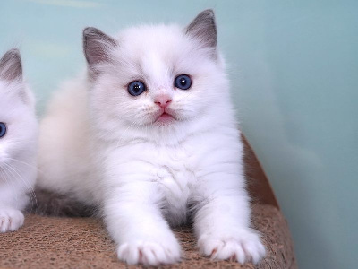 BLUE CESAR - Ragdoll