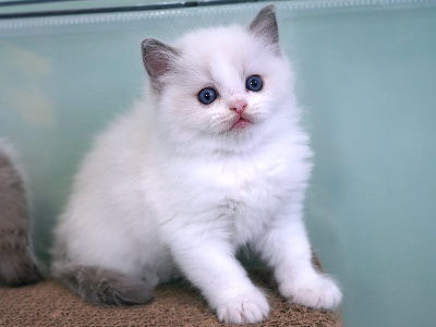 BLUE CESAR - Ragdoll