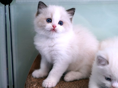 BOBBY - Ragdoll