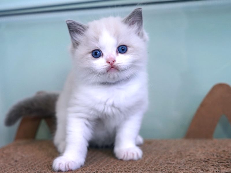 BLUE ROMEO