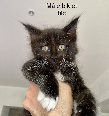 Peggy Ducourret - Chaton disponible  - Maine Coon